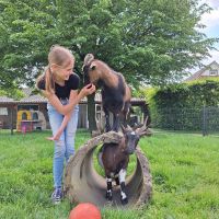 Boerderijcamping De Blökke in de Achterhoek foto 8
